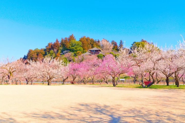 🏞️ 고도칸 공원(코도칸 코엔) 이미지 6